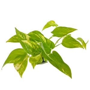 ポトス テルノシリーズ 3号 伊藤園芸 羅紗葉...の詳細画像2