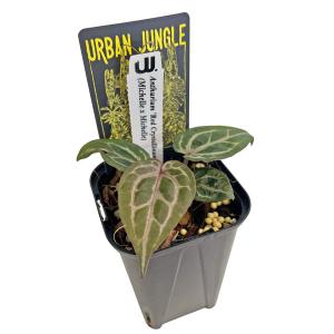 UJ アンスリウム ミッシェル x ミッシェル 3号 レッドクリスタリナム アーバンジャングル Urban Jungle 観葉植物