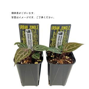 UJ アンスリウム ミッシェル x ミッシェル...の詳細画像2