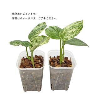 スキンダプサス トレビー マーブル 3号 ネガ...の詳細画像3