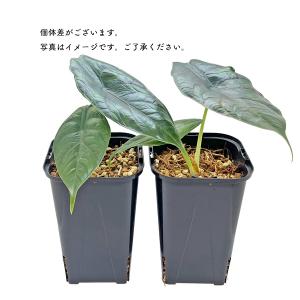 アロカシア グリーンユニコーン 3.5号 Al...の詳細画像3