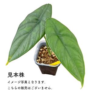 アロカシア パンカックボーネンシス 2.5号 ...の詳細画像1