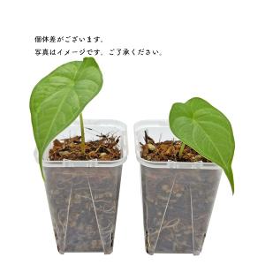 アロカシア パンカックボーネンシス 2.5号 ...の詳細画像3