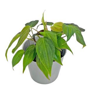 フィロデンドロン ミカンス 3号 ビロードカズラ Phillodendron micans つる性 アロイド 観葉植物