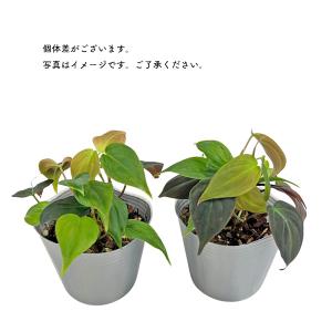 フィロデンドロン ミカンス 3号 ビロードカズ...の詳細画像2