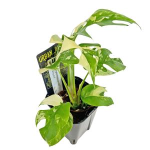 現品 ヒメモンステラ 斑入り (HM009) 3号 ラフィドフィラ テトラスペルマ アルボ アーバンジャングル 姫モンステラ アロイド 観葉植物