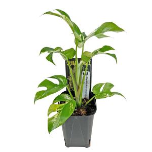 現品 ヒメモンステラ 斑入り (HM009) ...の詳細画像1