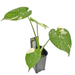 スキンダプサス シルバーレディー 3号 ネガミエル scindapsus silver