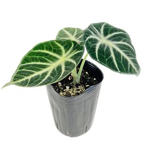 アロカシア ニンジャ 3号 黒ロングポット Alocasia ninja アローカシア サトイモ科 観葉植物 インテリアグリーン