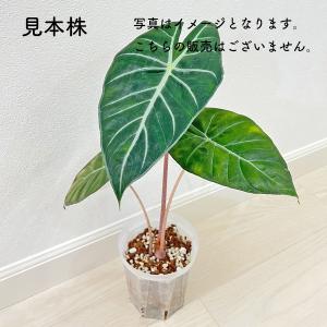 アロカシア ナイロビナイツ 2.5号 幼苗 ネ...の詳細画像2