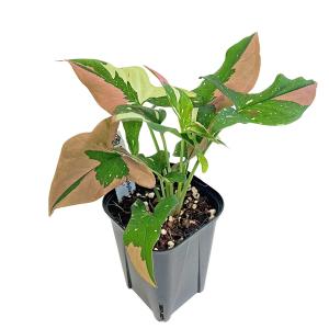 シンゴニウム ポドフィラム レッドスポット トリカラー 3号 Syngonium Podophyllum Redspot Tricolor 観葉植物