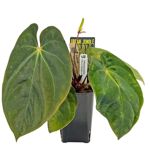 現品 アンスリウム ハイブリット ホフマニー アントラキー 3.5号 アーバンジャングル Urban...