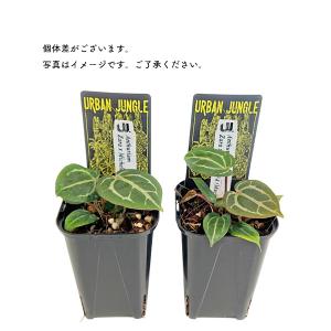 アンスリウム ザラ x ミッシェル 3号 アー...の詳細画像3