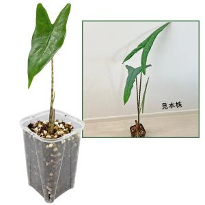 アロカシア ゼブリナ ティグリナ スーパーバ 3号 幼苗 ネガミエル Alocasia zebrina Tigrina Superba 大型種 レア 希少 観葉植物