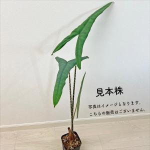 アロカシア ゼブリナ ティグリナ スーパーバ ...の詳細画像1