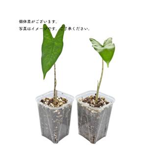 アロカシア ゼブリナ ティグリナ スーパーバ ...の詳細画像4