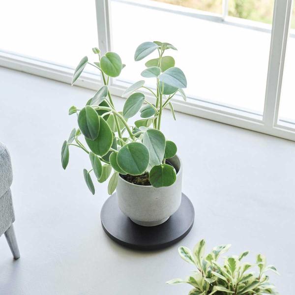 室内台車 山崎実業 正規品 tower タワー 薄型台車 ラウンド S 植木鉢台 リビング収納  1...