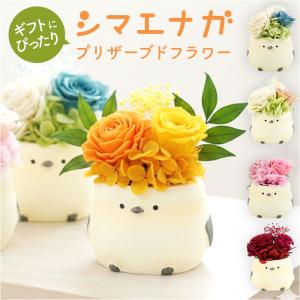 プリザーブドフラワー シマエナガ 通販 ブリザーブドフラワー フラワーギフト 花 鳥 ブリザードフラワー シマエナガグッズ おしゃれ プリザーブドフラワー