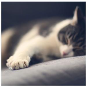 猫 爪とぎ 通販 麻 ネコ マット 爪研ぎ ユ...の詳細画像2