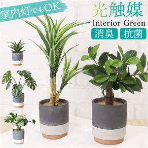 観葉植物（イミテーション） 光触媒 フェイクグリーン 通販 人工観葉植物 イミテーショングリーン