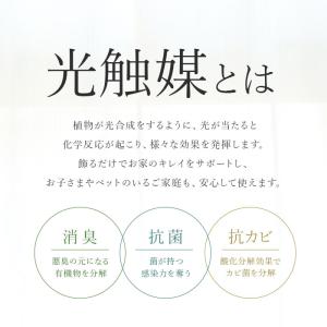 光触媒 フェイクグリーン 通販 観葉植物 フェ...の詳細画像2