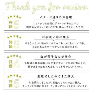 光触媒 通販光触媒 フェイクグリーン 壁掛け ...の詳細画像5