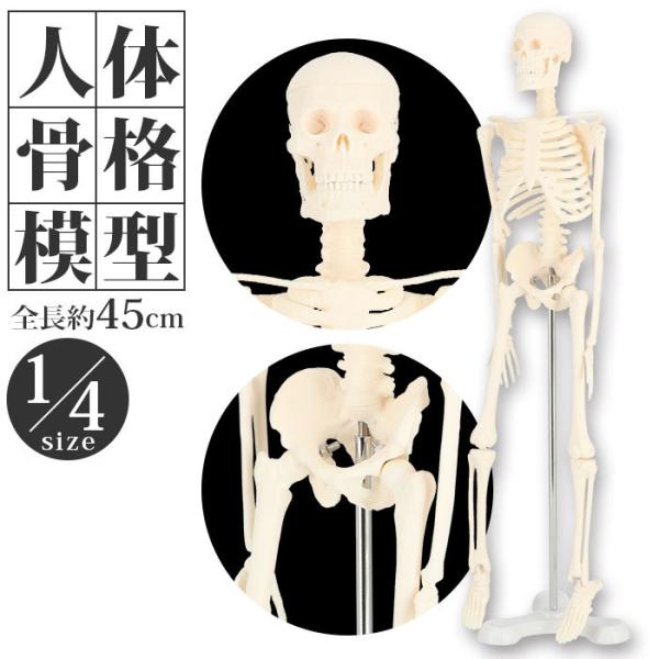 人体模型 通販 人体骨格模型 骨格模型 人体骨格標本 骨格標本 全身骨格 骸骨 置物 45cm 1/...