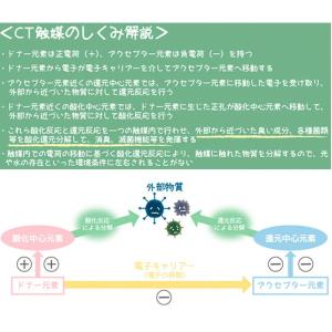 観葉植物 通販観葉植物 フェイクグリーン おし...の詳細画像4