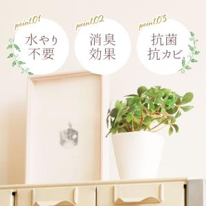 光触媒 通販光触媒 フェイクグリーン 壁掛け ...の詳細画像1