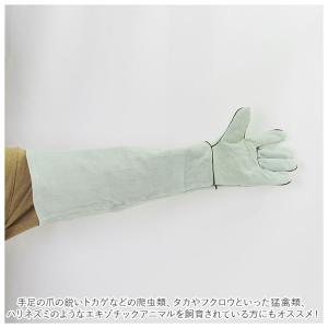 ペット 通販ペット 噛みつき 手袋 ペットグロ...の詳細画像3