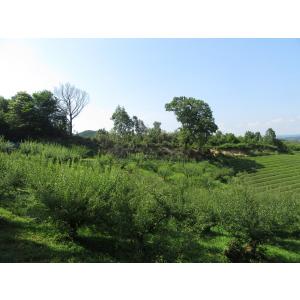 梅干し 無添加 小梅 手づくり しそ漬け 奈良...の詳細画像2