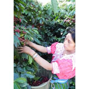 コーヒー豆 ガテマラ 2kgの詳細画像3