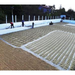 コーヒー豆 ガテマラ 2kgの詳細画像4