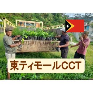 コーヒー豆 東ティモールCCT 100ｇ 珈琲 Coffee コーヒー豆 珈琲 珈琲豆 Cooperativa Cafe Timor