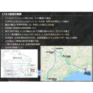 コーヒー豆 ブラジルイパネマ農園プレミアクリュ...の詳細画像5