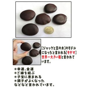 【ラッキービーンズ】モダマの豆10個セット モ...の詳細画像1