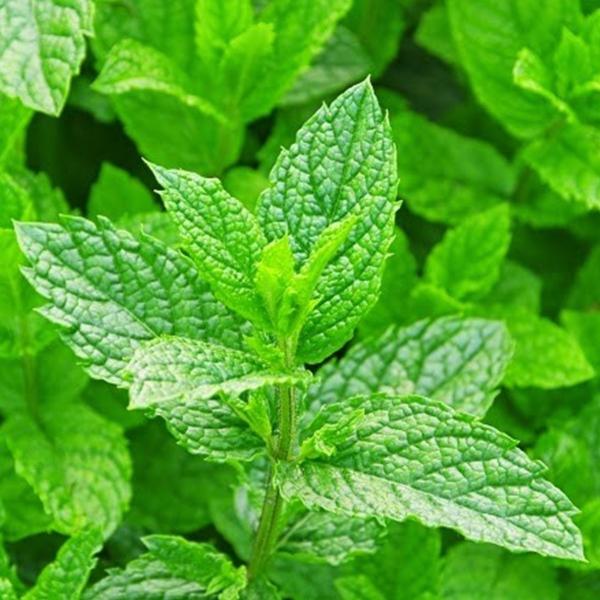トコパラス エッセンシャルオイル 10ml ペパーミント　バリ島 アロマオイル 精油