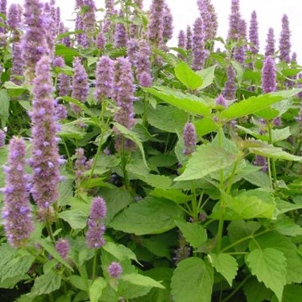トコパラス エッセンシャルオイル 10ml Patchouli　バリ島 アロマオイル 精油