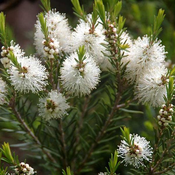トコパラス エッセンシャルオイル 10ml Tea Tree　バリ島 アロマオイル 精油