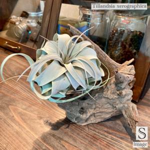 エアープランツ専門店B&L - Yahoo!ショッピング