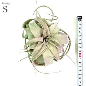 チランジア キセログラフィカ S size (...の詳細画像1