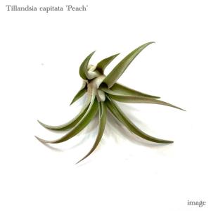 エアープランツ専門店b L カピタータ エアープランツ Yahoo ショッピング