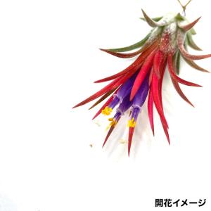 チランジア イオナンタ フエゴ (エアープラン...の詳細画像3
