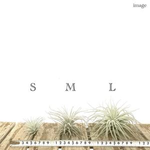 チランジア テクトラム S size (エアー...の詳細画像2