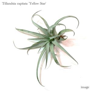 エアープランツ専門店b L カピタータ エアープランツ Yahoo ショッピング