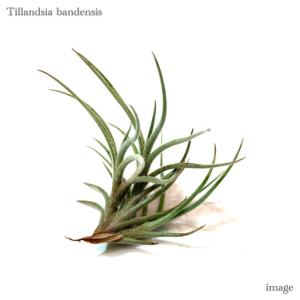 ブロメリア・エアープランツ Billbergia Blue Moon ブロメリア billbergia blue moon Billbergia Blue Moon – Andys