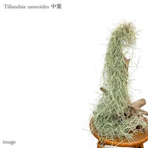 チランジア ウスネオイデス 中葉 (エアープランツ ティランジア 観葉植物 おしゃれ 壁掛け インテリア ミニ 小型 吊り下げ 室内 スパニッシュモス usneoides)
