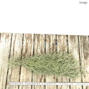 チランジア ウスネオイデス 中葉 (エアープラ...の詳細画像1