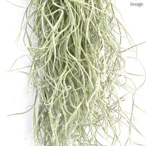 チランジア ウスネオイデス 中葉 (エアープラ...の詳細画像2