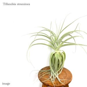 エアープランツ専門店b L 大型種 エアープランツ Yahoo ショッピング